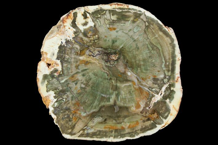 Petrified Wood (Araucaria) Round With Green Color - Madagascar #119466
